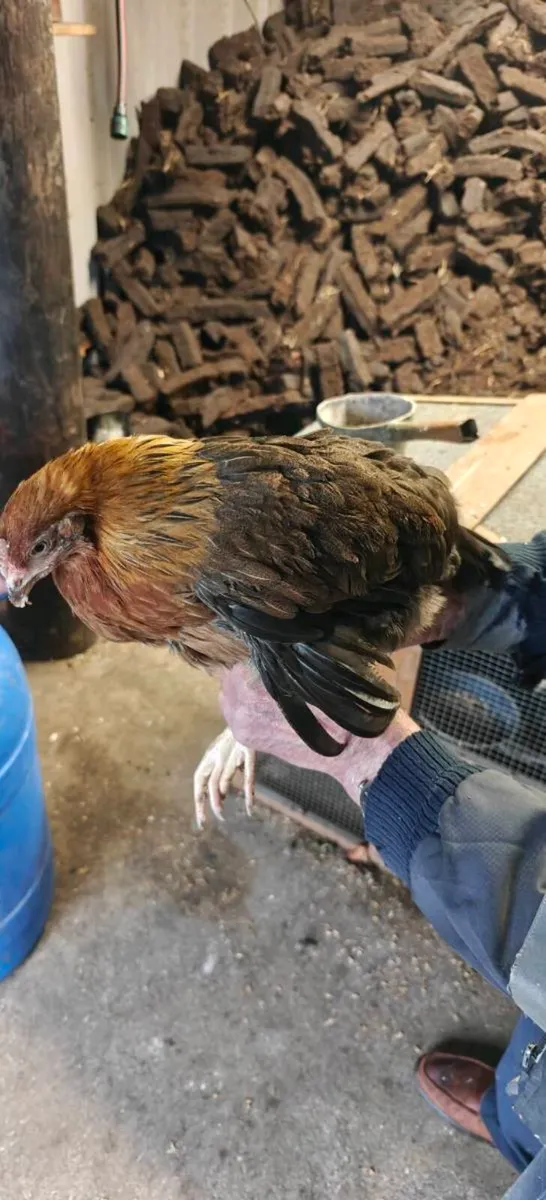 Maran Chicks For Sale - Image 3