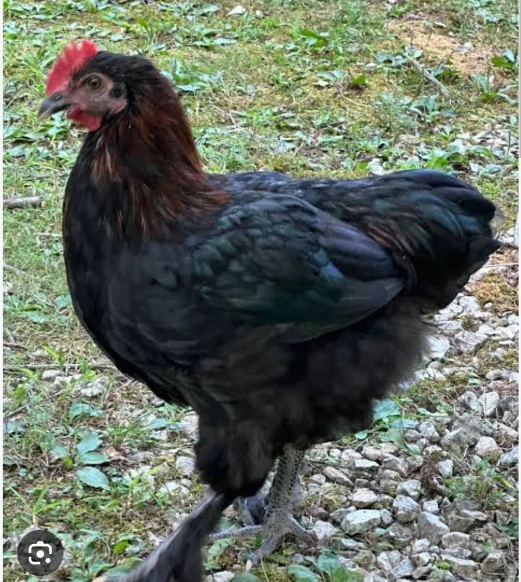 Maran Chicks For Sale - Image 4