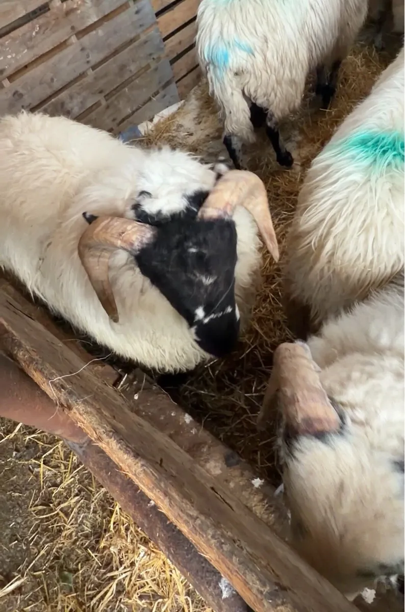 For Sale – Scotch Rams & Ram Lambs - Image 2