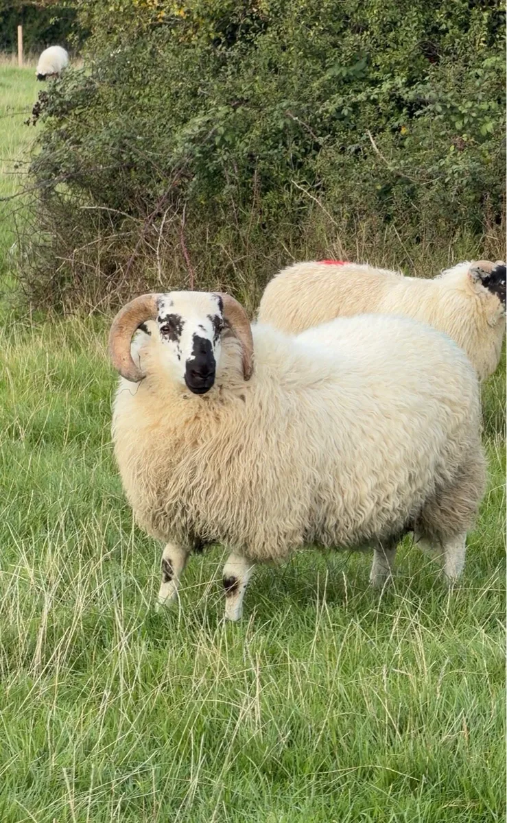 For Sale – Scotch Rams & Ram Lambs - Image 1