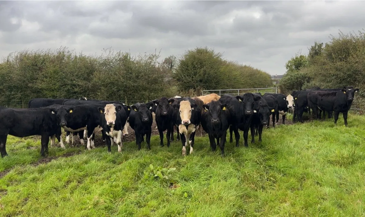 💥24 CRACKING HEIFER STORES💥 - Image 1