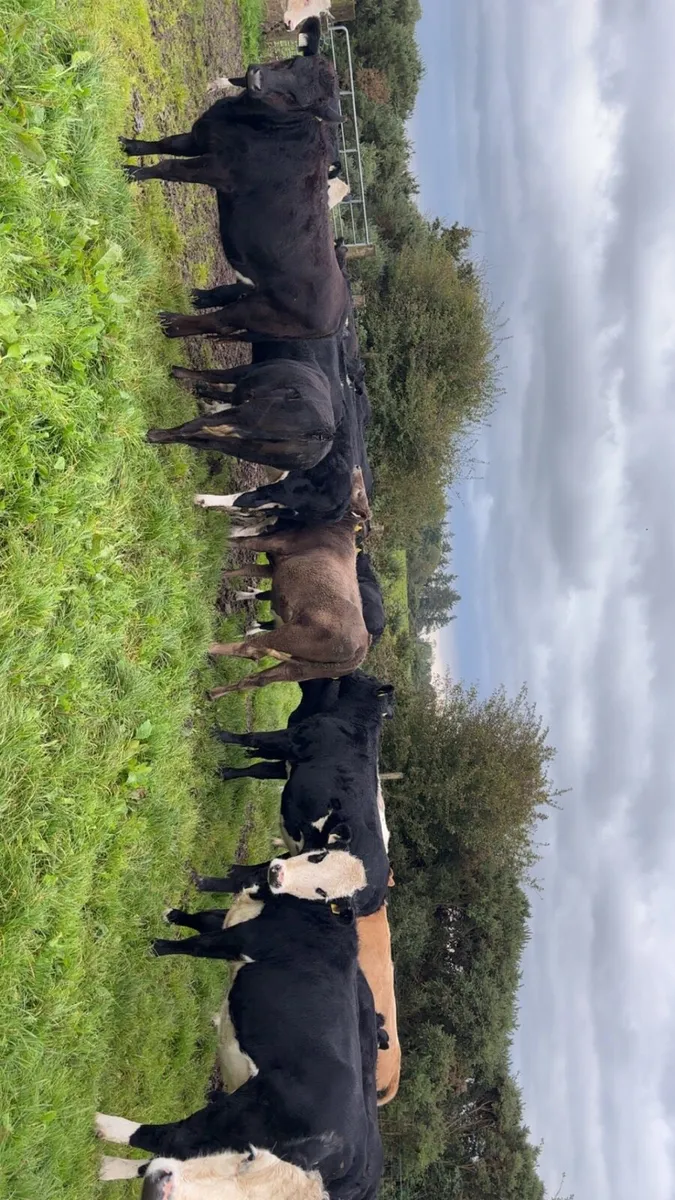 💥24 CRACKING HEIFER STORES💥 - Image 3