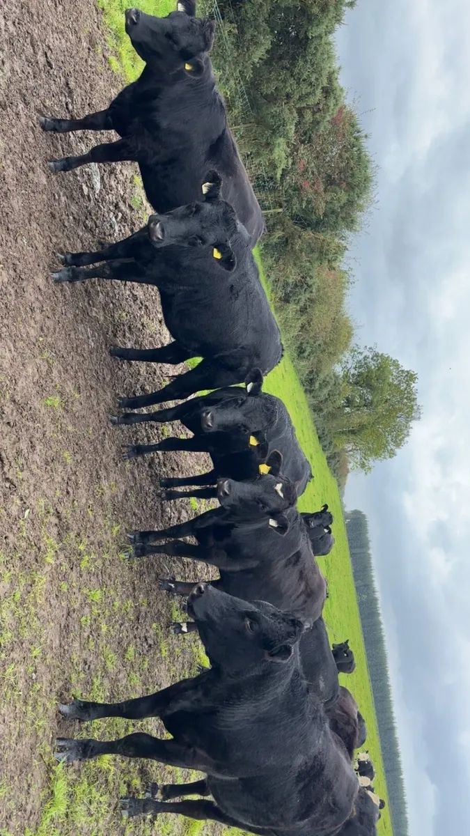 💥24 CRACKING HEIFER STORES💥 - Image 4
