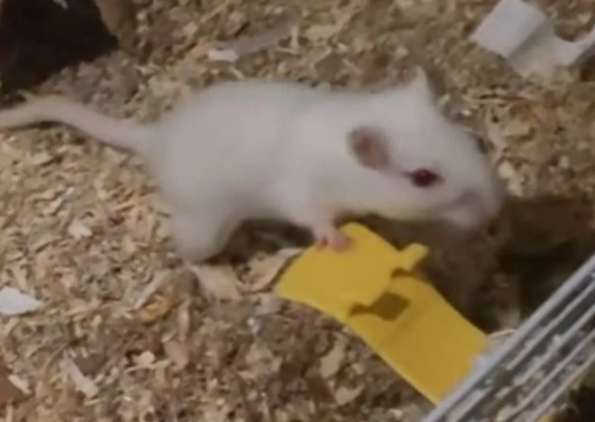 Gerbil - Image 2