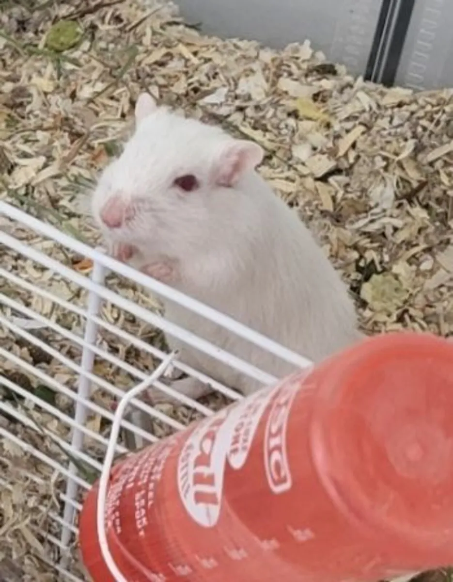 Gerbil - Image 1