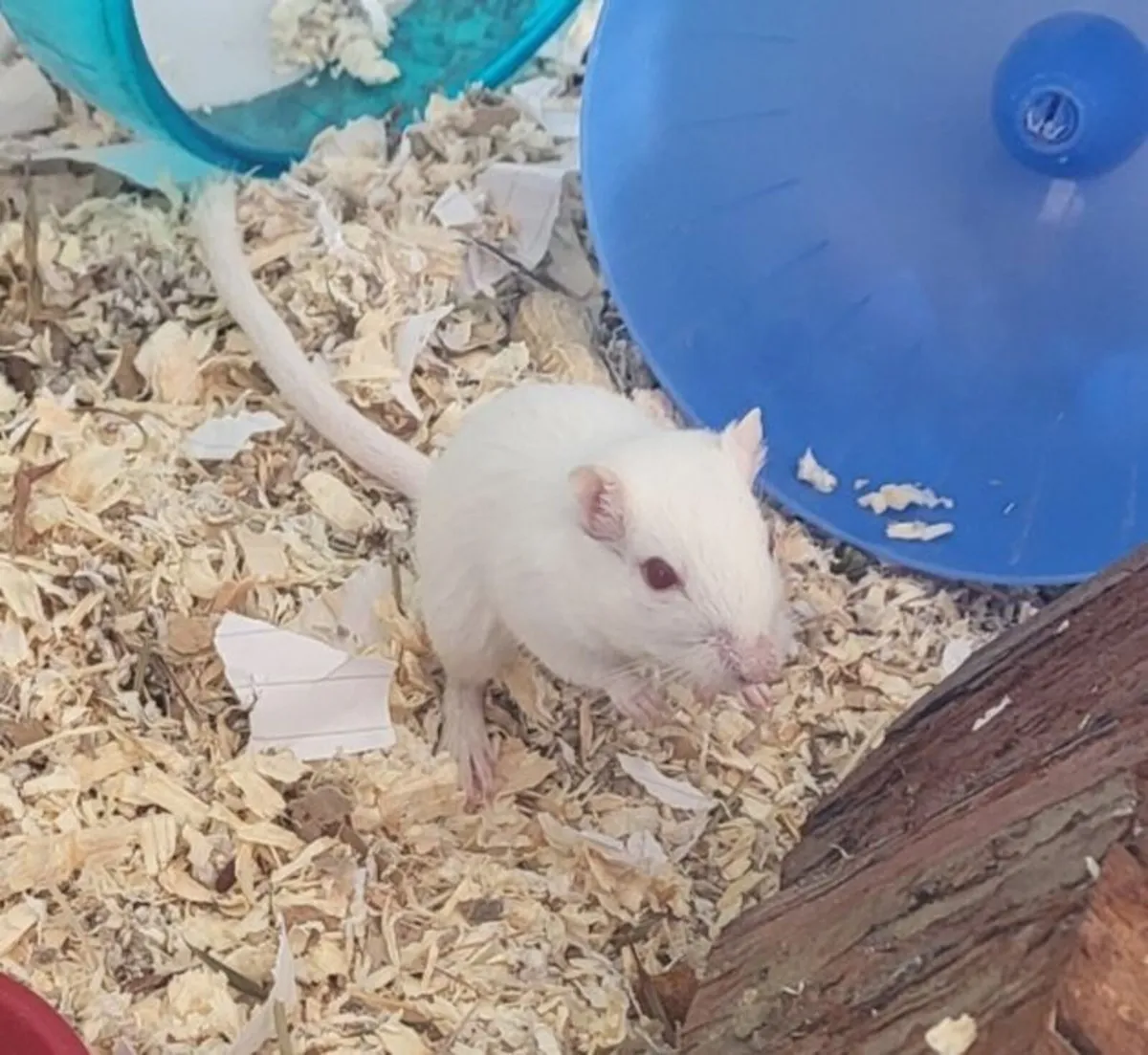 Gerbil - Image 3