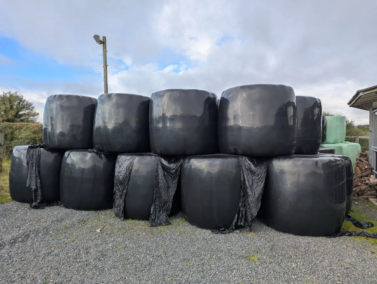 Round bales of good laylage