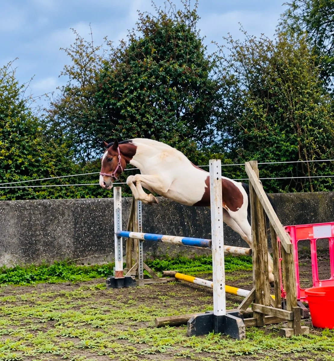 3yr old Cob - Image 4
