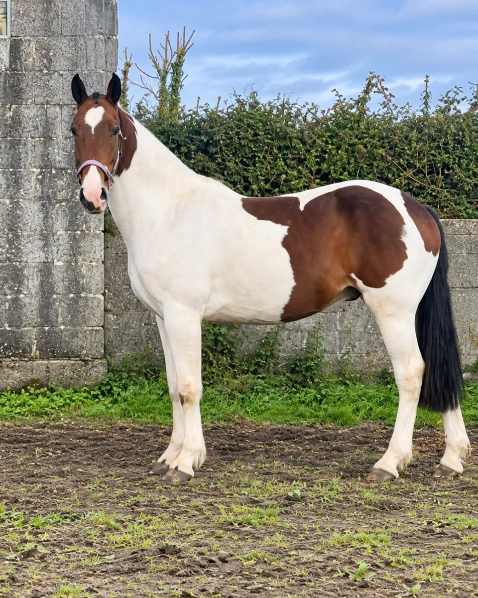 3yr old Cob - Image 1