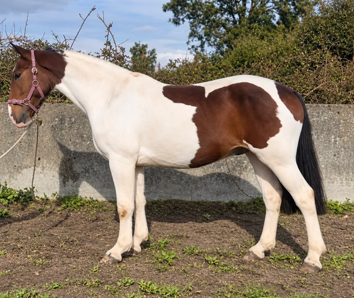 3yr old Cob - Image 3