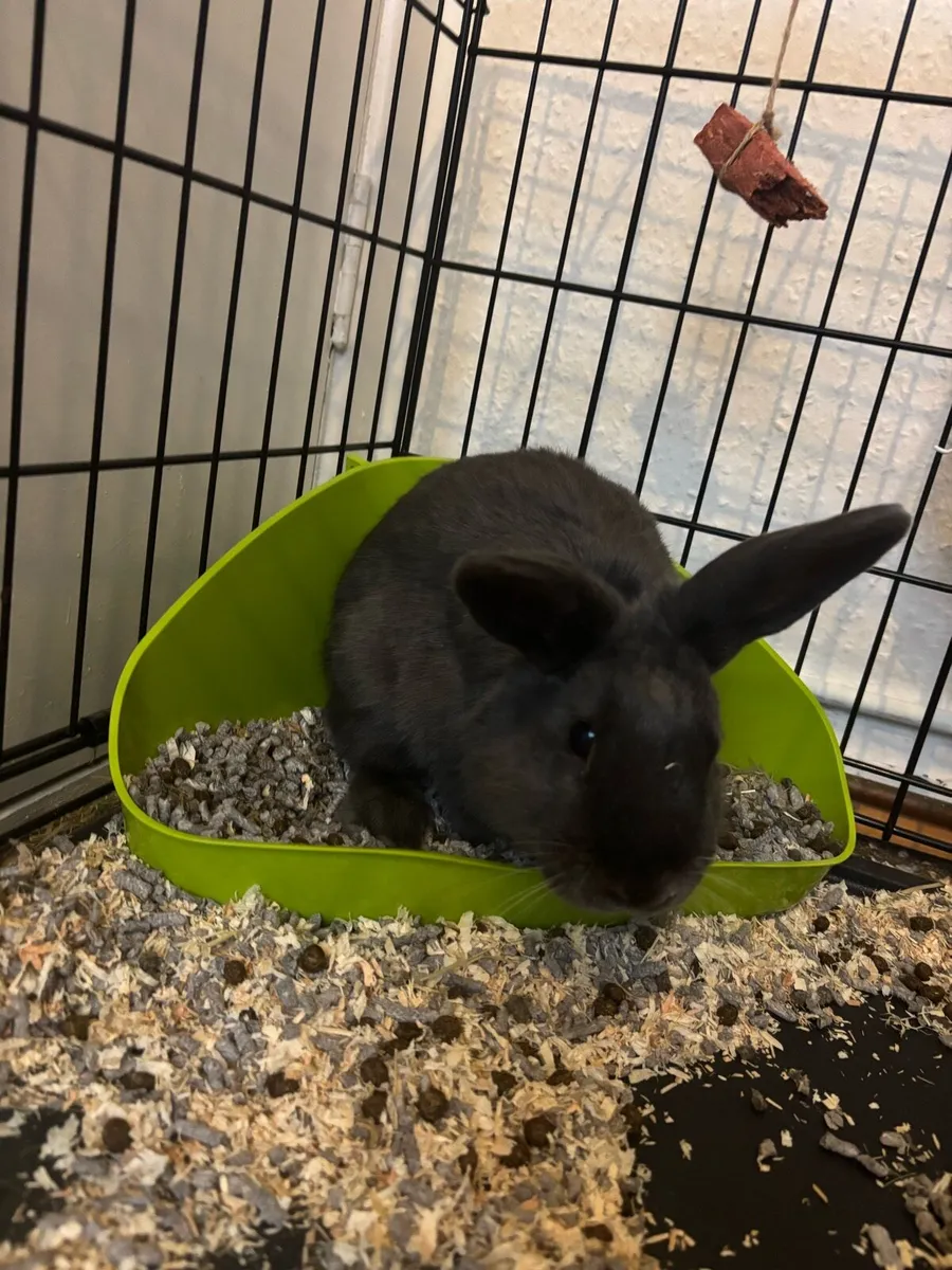 Rabbit - Image 2