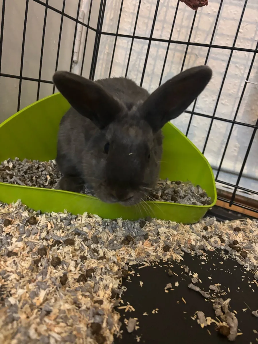 Rabbit - Image 1