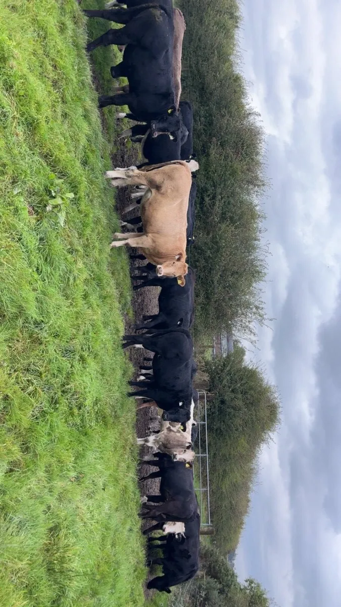 💥24 CRACKING HEIFER STORES💥 - Image 2