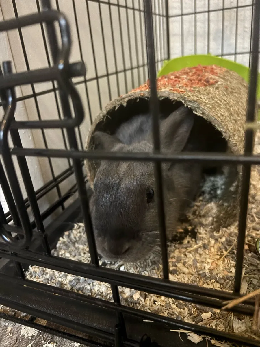 Rabbit - Image 4