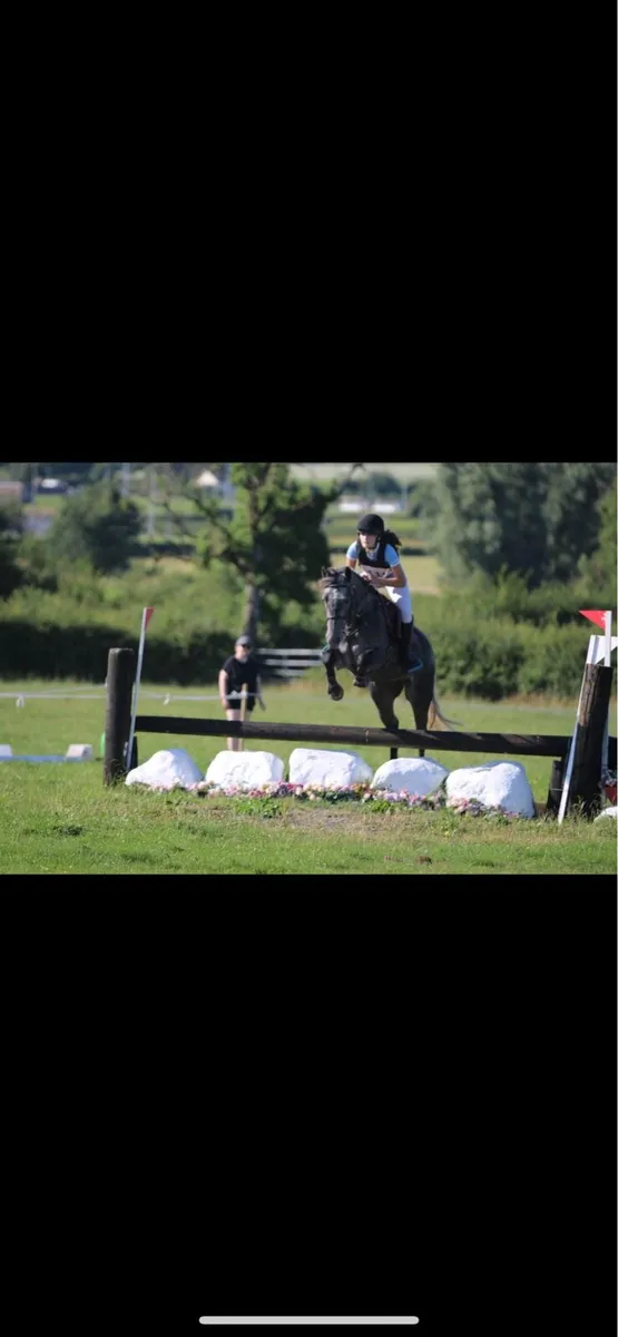 4yr full Connemara gelding with huge potential - Image 3