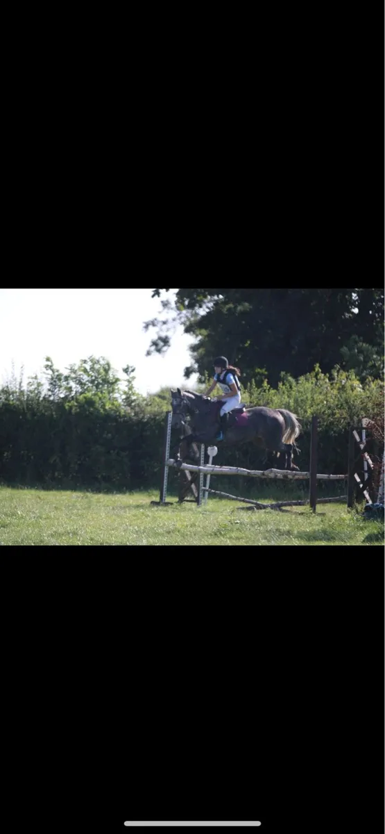 4yr full Connemara gelding with huge potential - Image 4