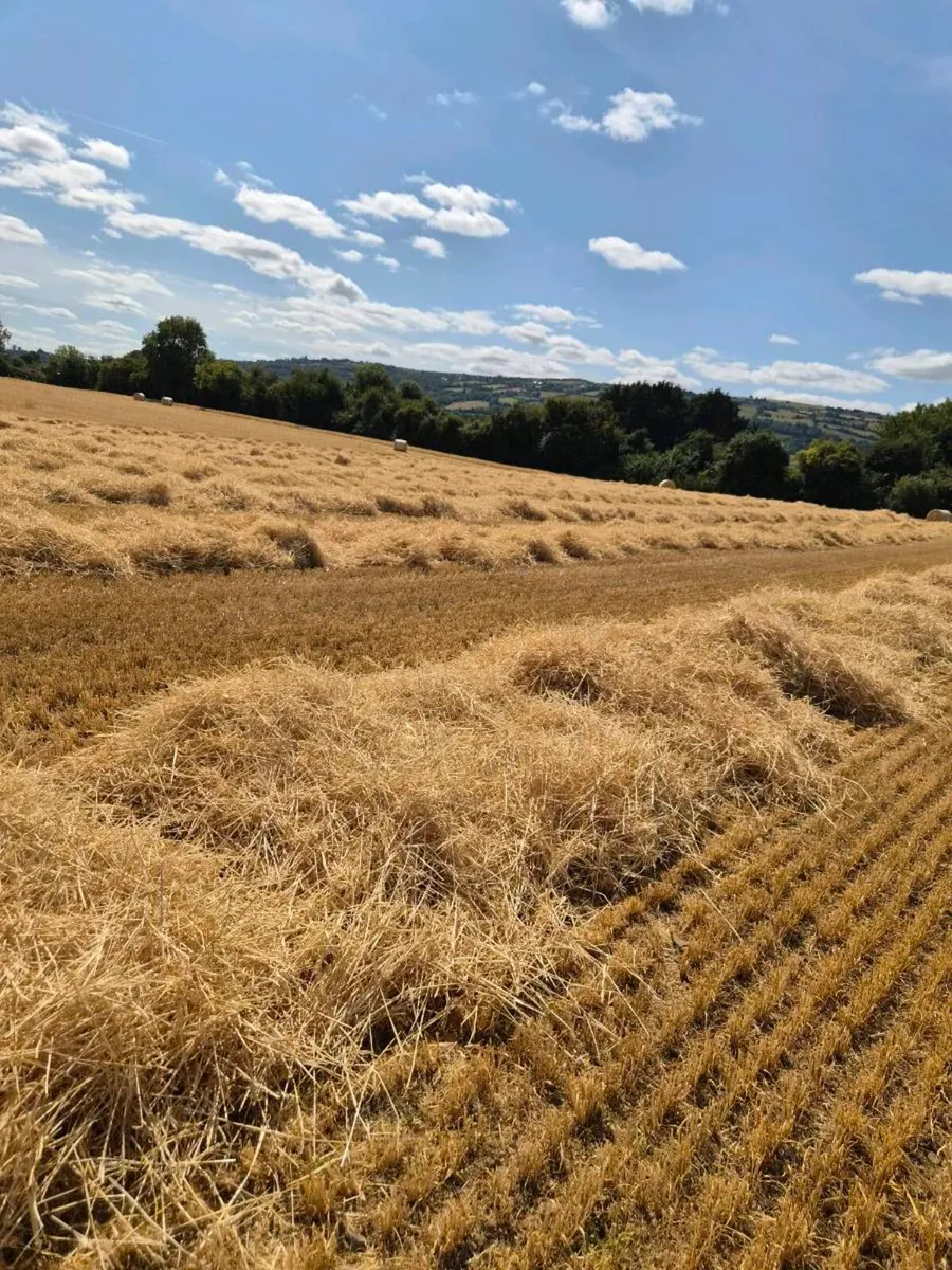 Tillage land wanted