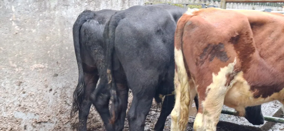 Angus Bullocks - Image 3