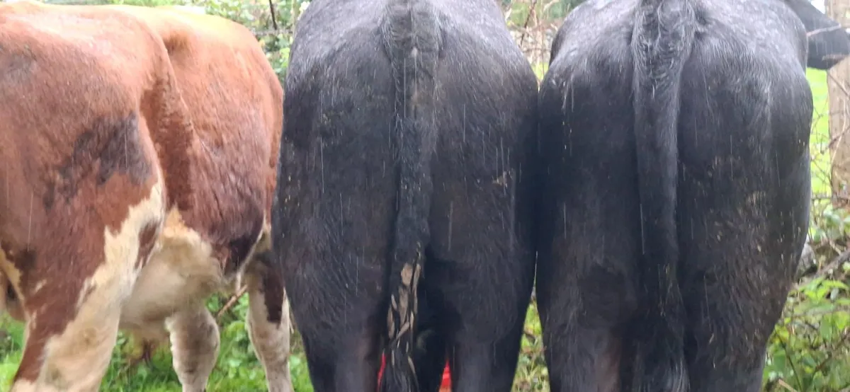 Angus Bullocks - Image 4
