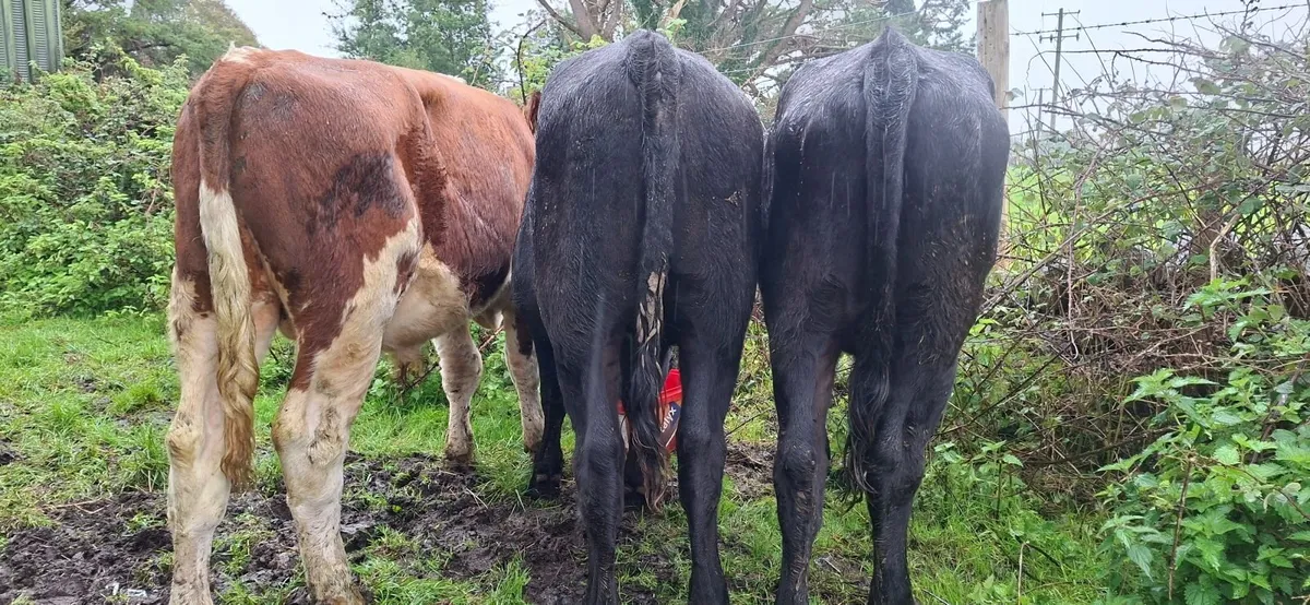 Angus Bullocks - Image 2