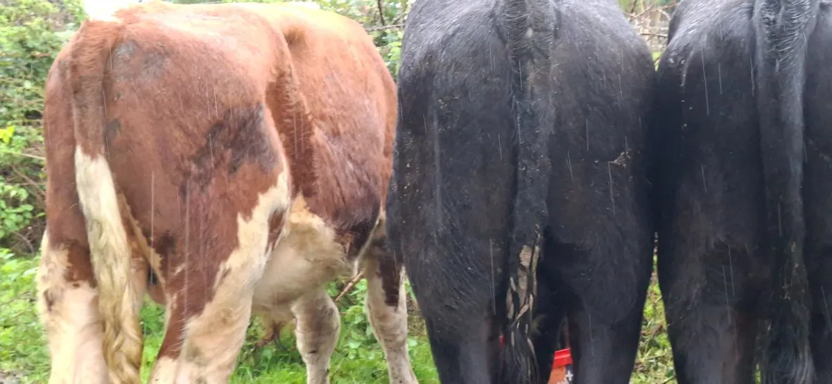 Angus Bullocks - Image 1
