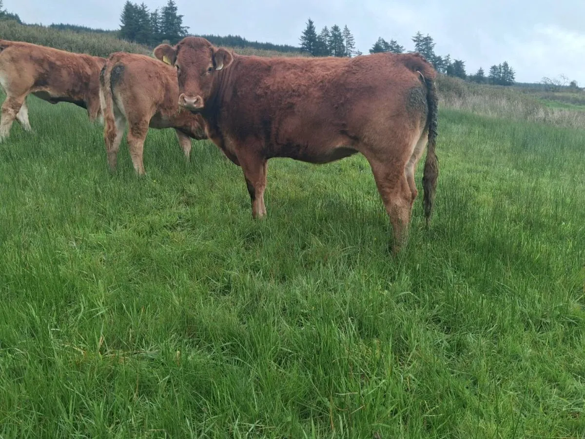 2 limousin heifers for sale - Image 2