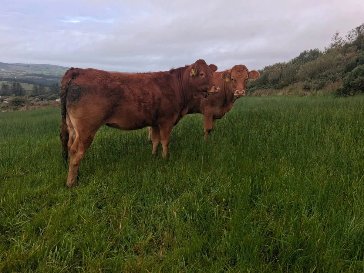2 limousin heifers for sale - Image 1
