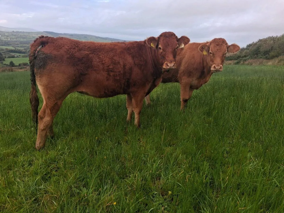 2 limousin heifers for sale - Image 3