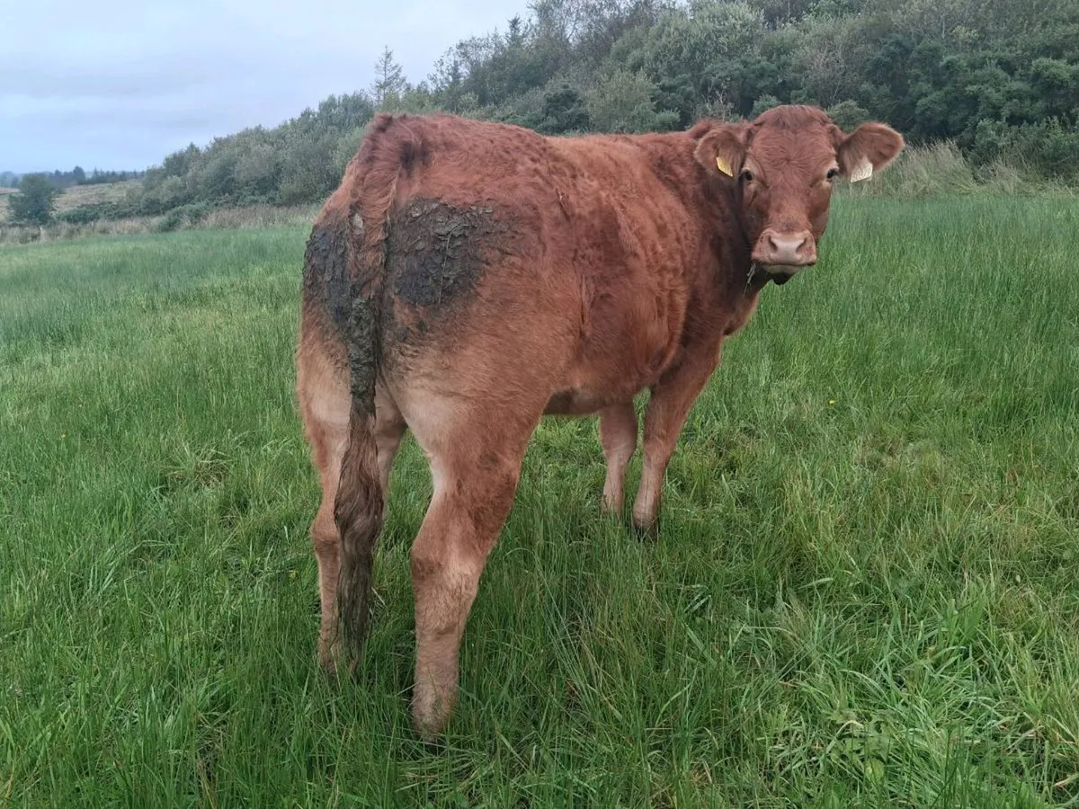 2 limousin heifers for sale - Image 4
