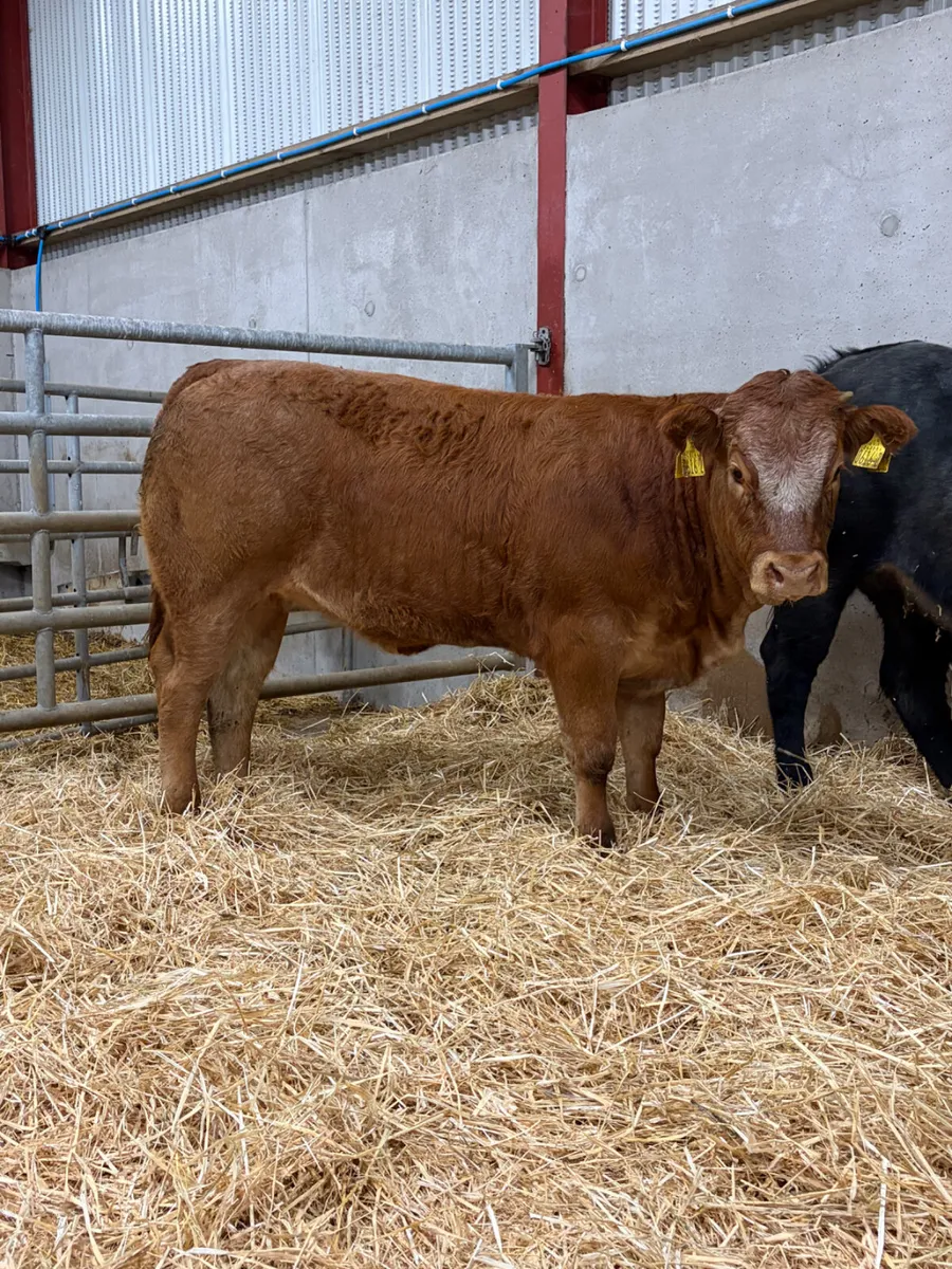 2 Roan Limousine Heifers - Image 3
