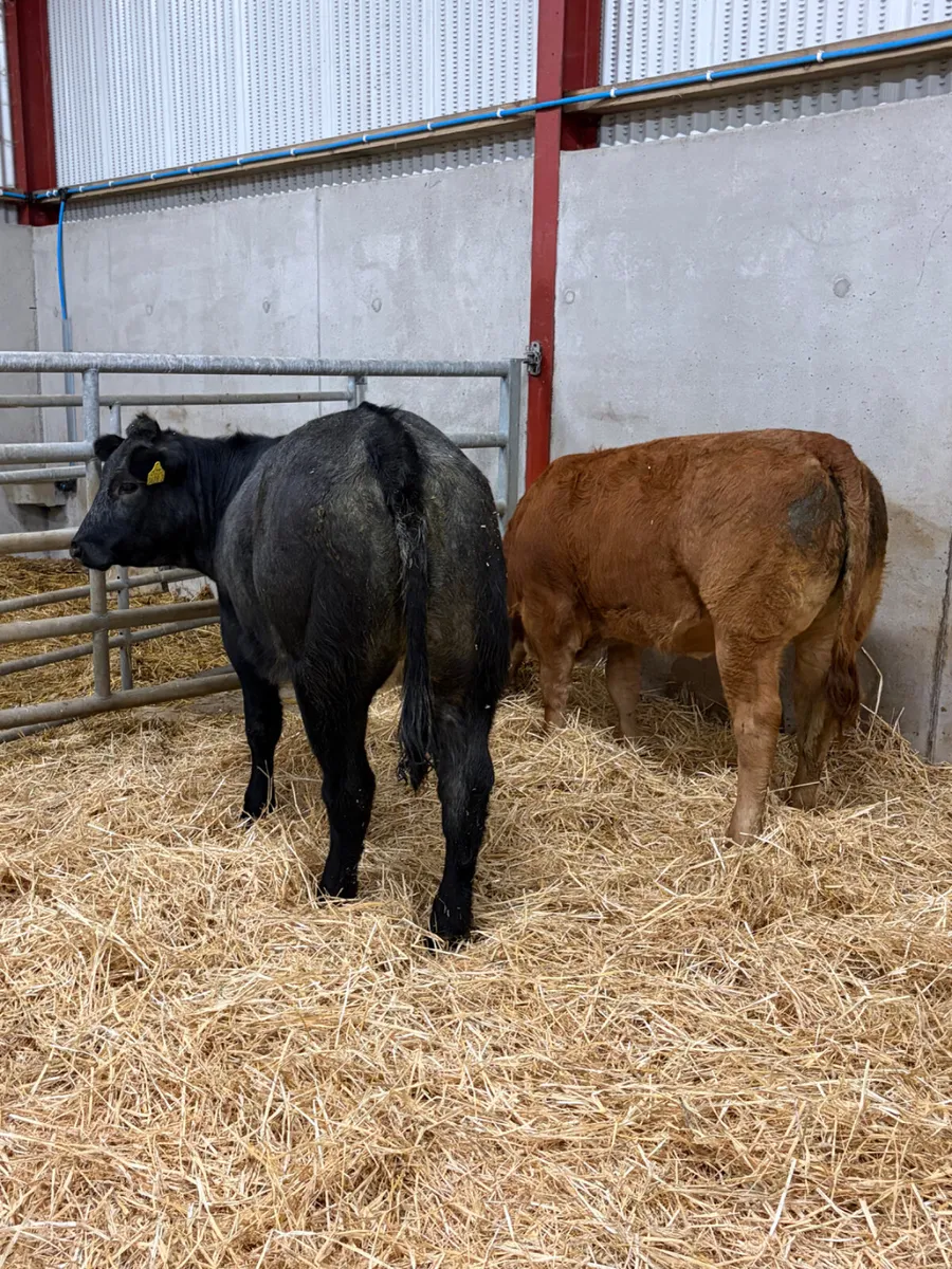 2 Roan Limousine Heifers - Image 2