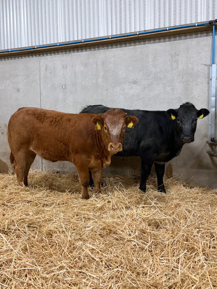 2 Roan Limousine Heifers - Image 1