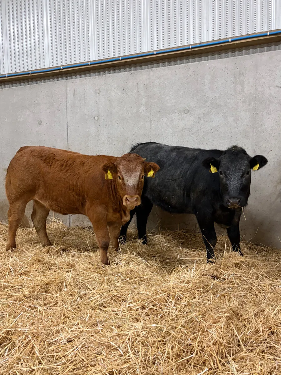 2 Roan Limousine Heifers - Image 4