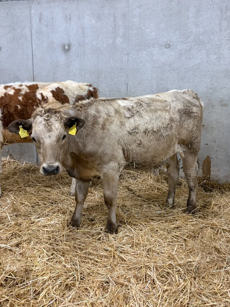 2 Charolais & Simmental Heifers - Image 3