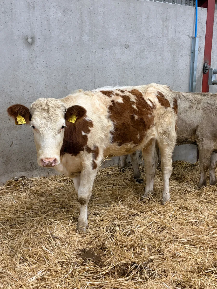 2 Charolais & Simmental Heifers - Image 2