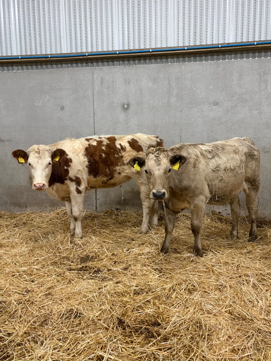 2 Charolais & Simmental Heifers - Image 1