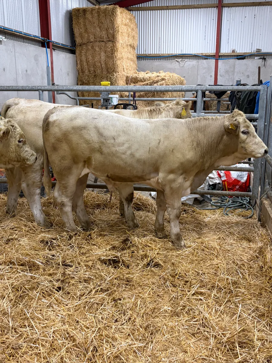 3 Charolais Bulls - Image 4