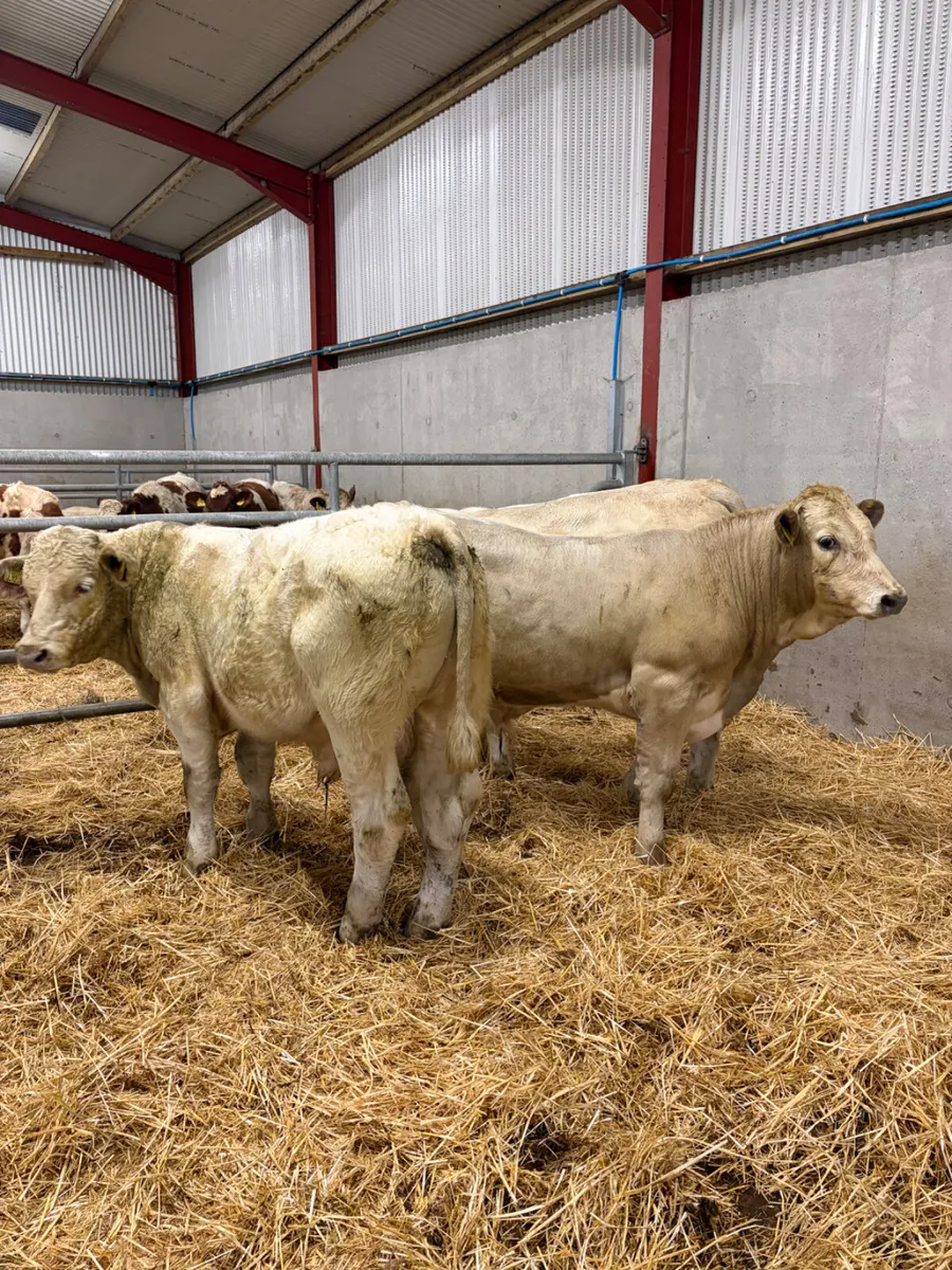 3 Charolais Bulls - Image 3
