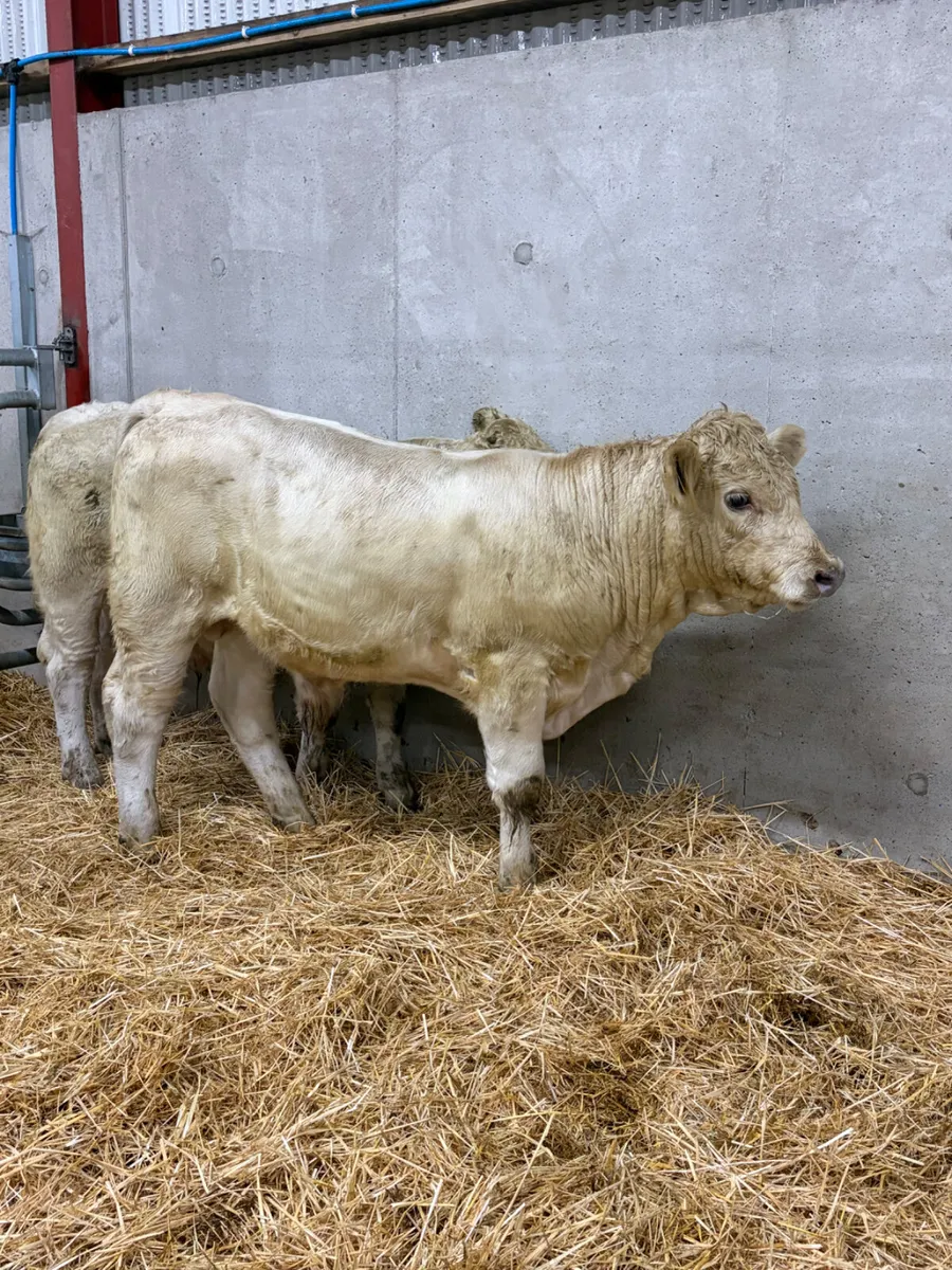 3 Charolais Bulls - Image 2
