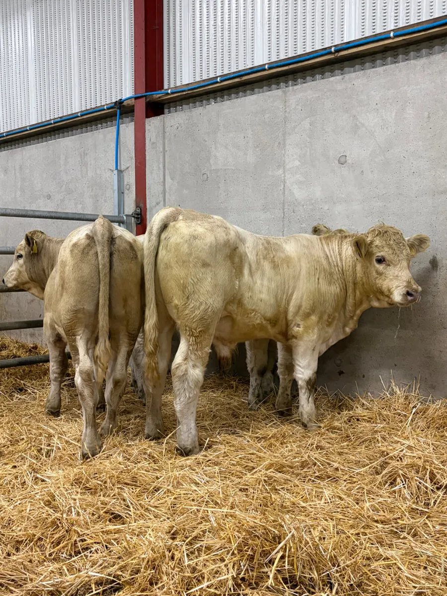 3 Charolais Bulls - Image 1