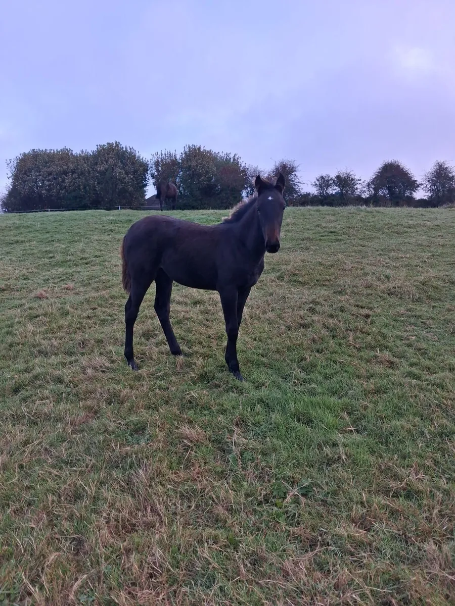 Stunning foal for sale - Image 1