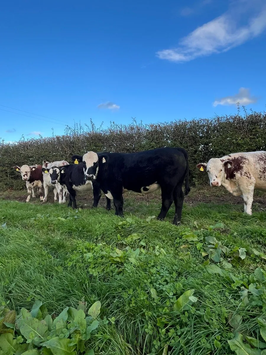 Organic weanlings - Image 3