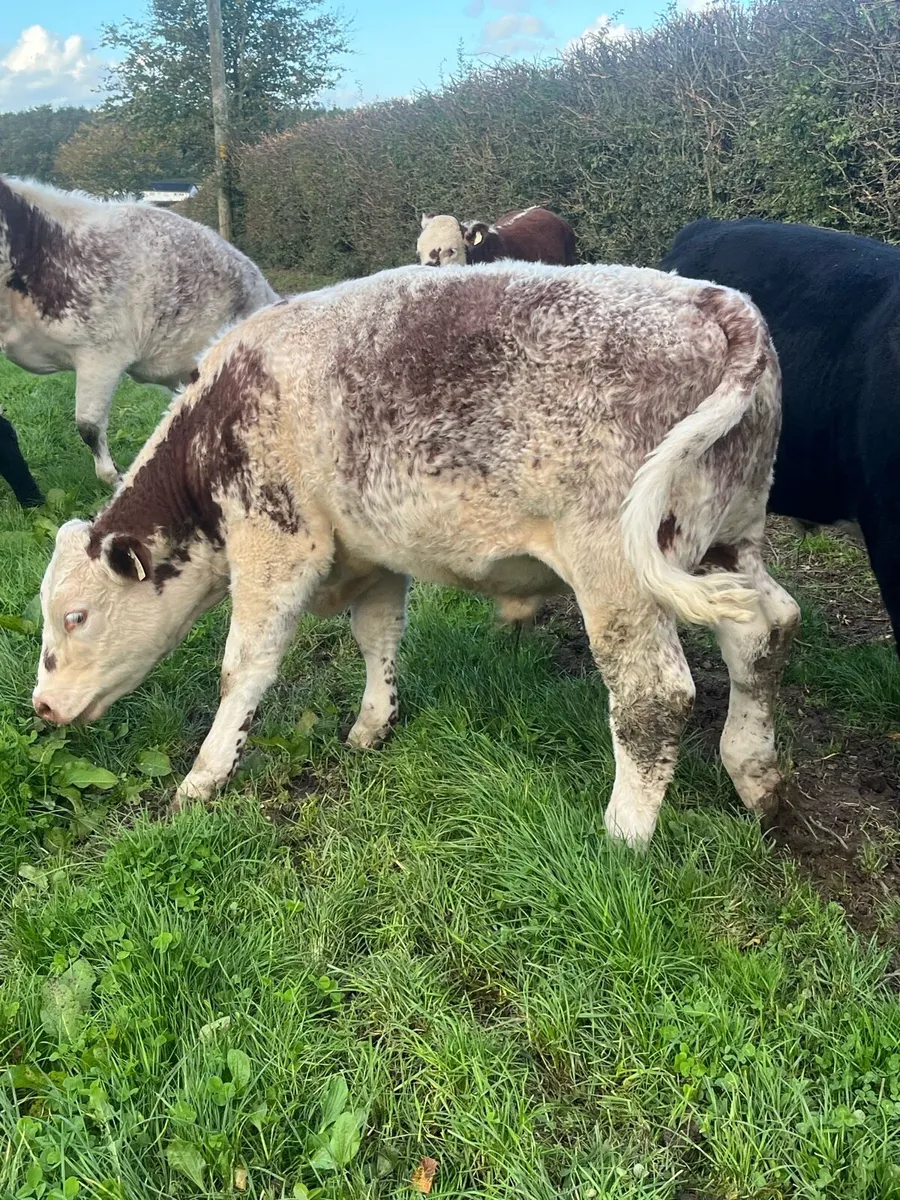 Organic weanlings - Image 4