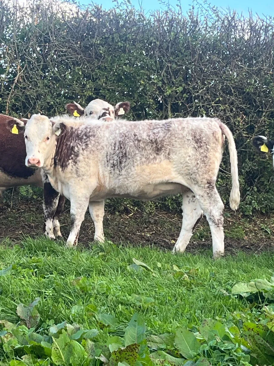 Organic weanlings - Image 1