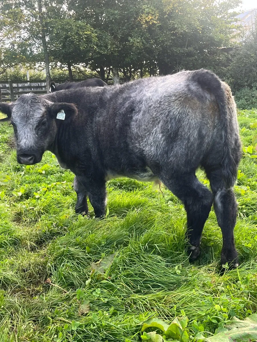 Organic weanlings - Image 2