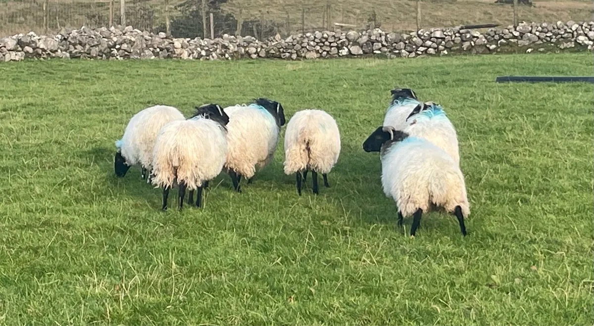 7 Black faced mountain ewe lambs - Image 3