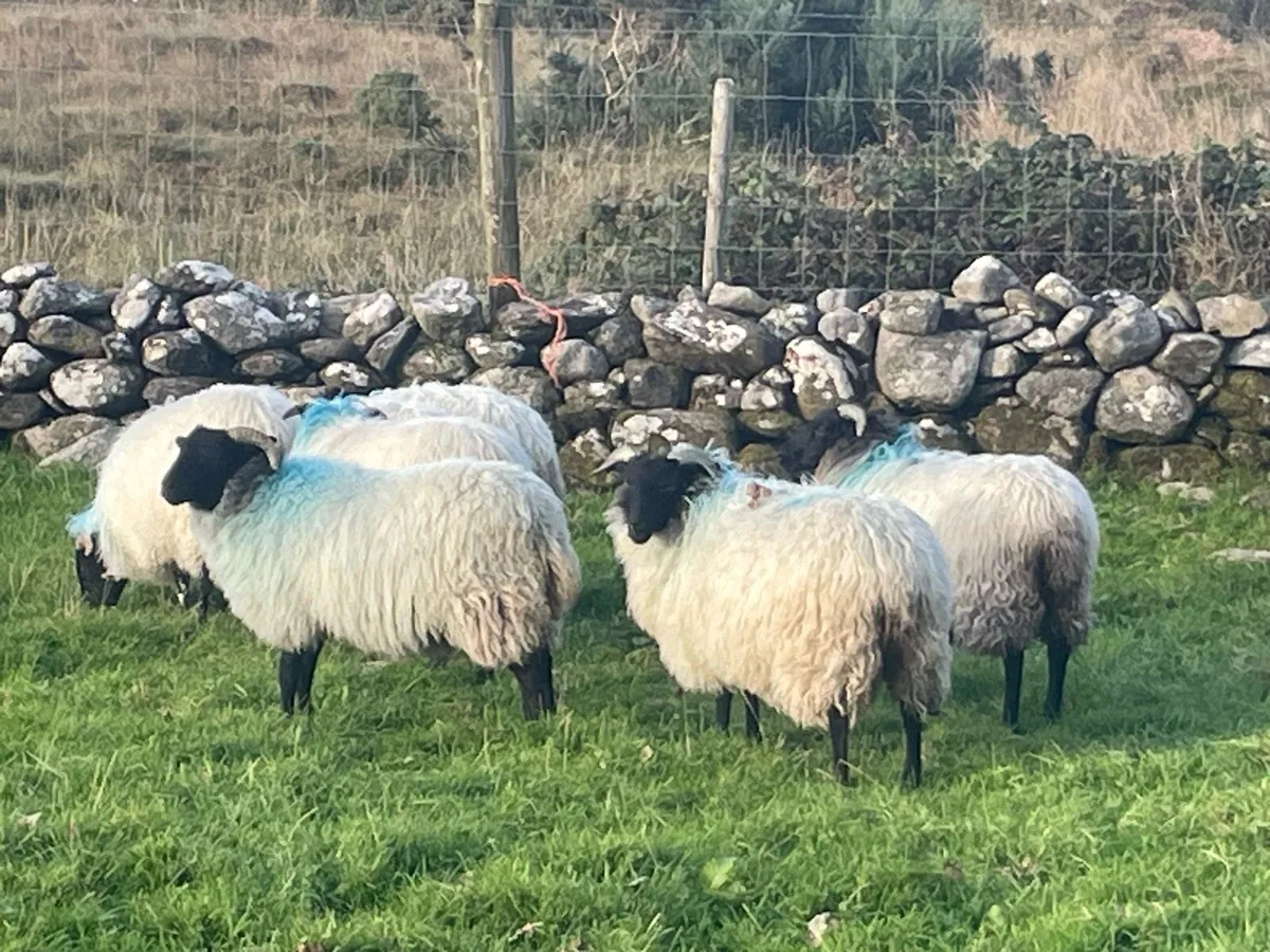 7 Black faced mountain ewe lambs - Image 4