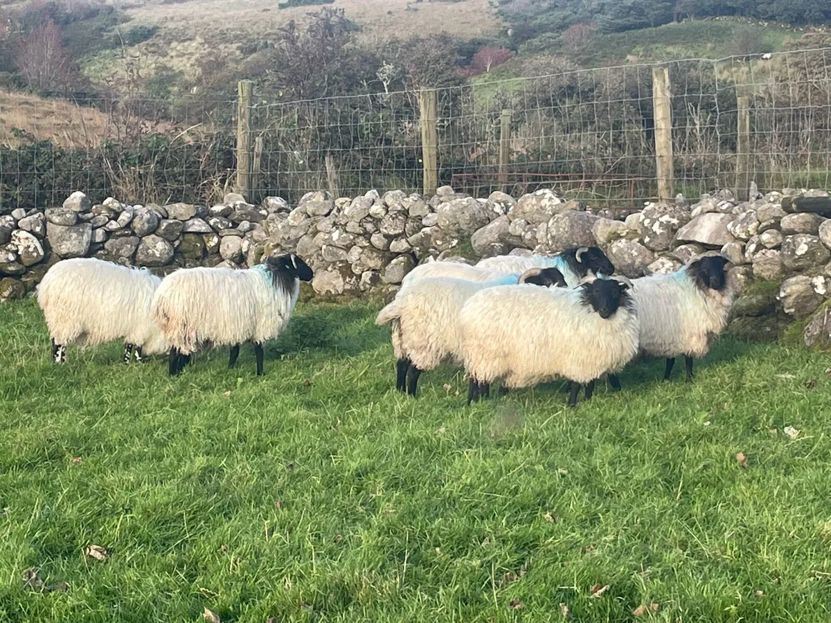 7 Black faced mountain ewe lambs - Image 2