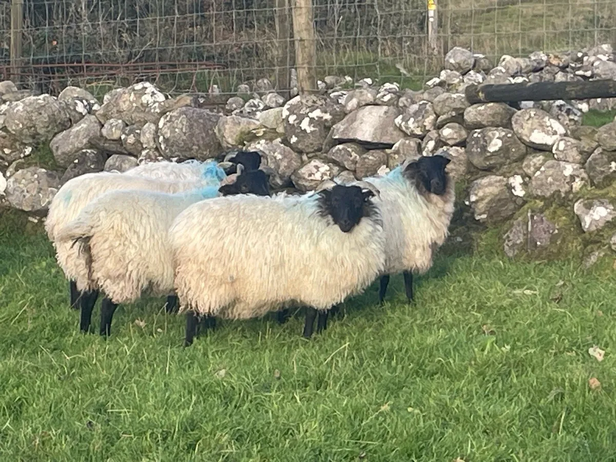 7 Black faced mountain ewe lambs - Image 1
