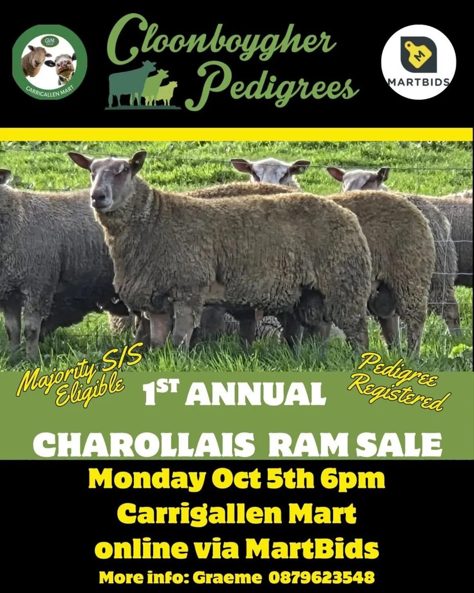 Pedigree registered charollais ram lambs